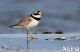 Bontbekplevier (Charadrius hiaticula)