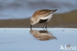 Bonte Strandloper (Calidris alpina)