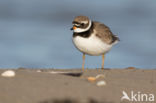 Bontbekplevier (Charadrius hiaticula)