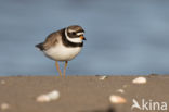 Bontbekplevier (Charadrius hiaticula)