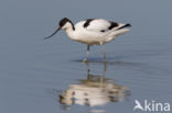 Pied Avocet (Recurvirostra avosetta)