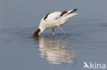 Pied Avocet (Recurvirostra avosetta)