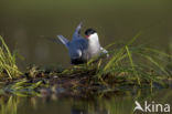 Whiskered Tern (Chlidonias hybridus)