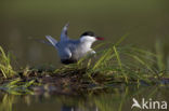 Whiskered Tern (Chlidonias hybridus)