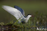 Whiskered Tern (Chlidonias hybridus)