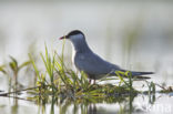 Whiskered Tern (Chlidonias hybridus)