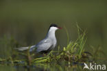 Whiskered Tern (Chlidonias hybridus)