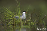 Whiskered Tern (Chlidonias hybridus)