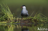 Whiskered Tern (Chlidonias hybridus)