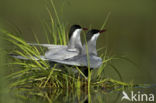 Whiskered Tern (Chlidonias hybridus)