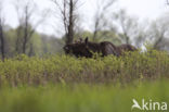Elk (Alces alces)