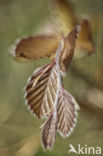 Rode beuk (Fagus purpurea)