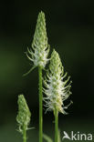 Witte rapunzel (Phyteuma spicatum ssp. spicatum)