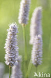 Common Bistort (Persicaria bistorta)