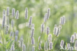 Common Bistort (Persicaria bistorta)