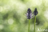 Zwartblauwe rapunzel (Phyteuma spicatum ssp.nigrum)