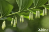 Angular Solomon s seal (Polygonatum odoratum)