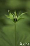 Eenbes (Paris quadrifolia)