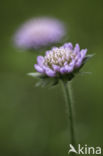 Field Scabious (Knautia arvensis)