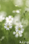 Akkerhoornbloem (Cerastium arvense)