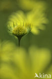 Hartbladzonnebloem (Doronicum pardalianches)