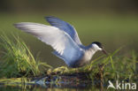 Whiskered Tern (Chlidonias hybridus)