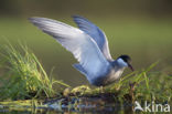 Whiskered Tern (Chlidonias hybridus)