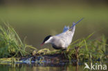 Whiskered Tern (Chlidonias hybridus)