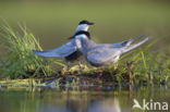 Whiskered Tern (Chlidonias hybridus)