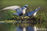 Whiskered Tern (Chlidonias hybridus)