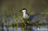 Whiskered Tern (Chlidonias hybridus)