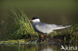 Whiskered Tern (Chlidonias hybridus)