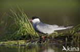 Whiskered Tern (Chlidonias hybridus)