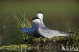 Whiskered Tern (Chlidonias hybridus)