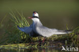 Whiskered Tern (Chlidonias hybridus)