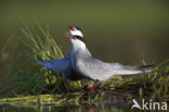 Whiskered Tern (Chlidonias hybridus)