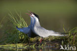 Whiskered Tern (Chlidonias hybridus)