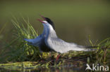 Whiskered Tern (Chlidonias hybridus)