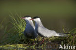 Whiskered Tern (Chlidonias hybridus)