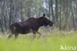 Elk (Alces alces)