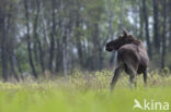 Elk (Alces alces)