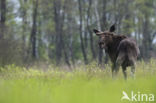 Elk (Alces alces)