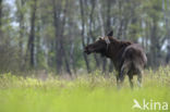 Elk (Alces alces)