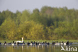 Brandgans (Branta leucopsis)