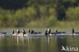 Brandgans (Branta leucopsis)