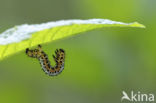 The Magpie (Abraxas grossulariata)