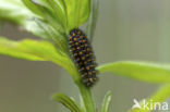 Bosparelmoervlinder (Melitaea athalia)