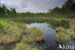 Eenarig wollegras (Eriophorum vaginatum)