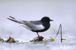 Witvleugelstern (Chlidonias leucopterus)