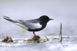 Witvleugelstern (Chlidonias leucopterus)